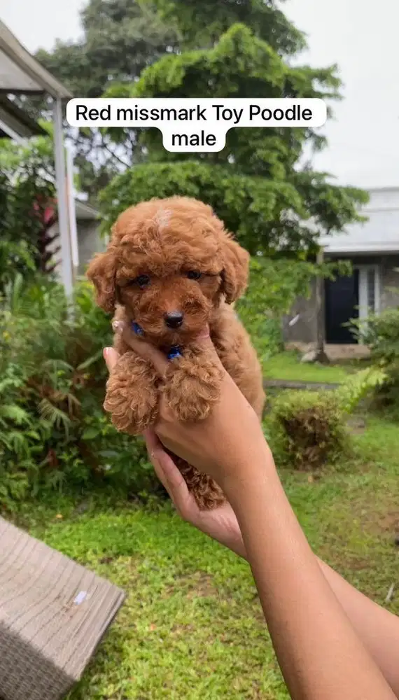 Poodle Toy Fawn missmark