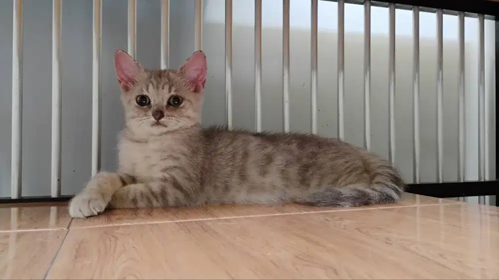 kitten british shorthair bsh jantan blue golden