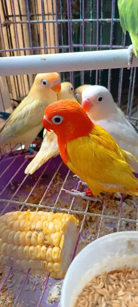 Harga sesuai jenis LB