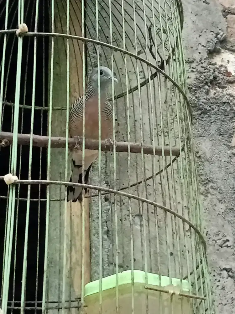 Burung perkutut lokal katuranggan