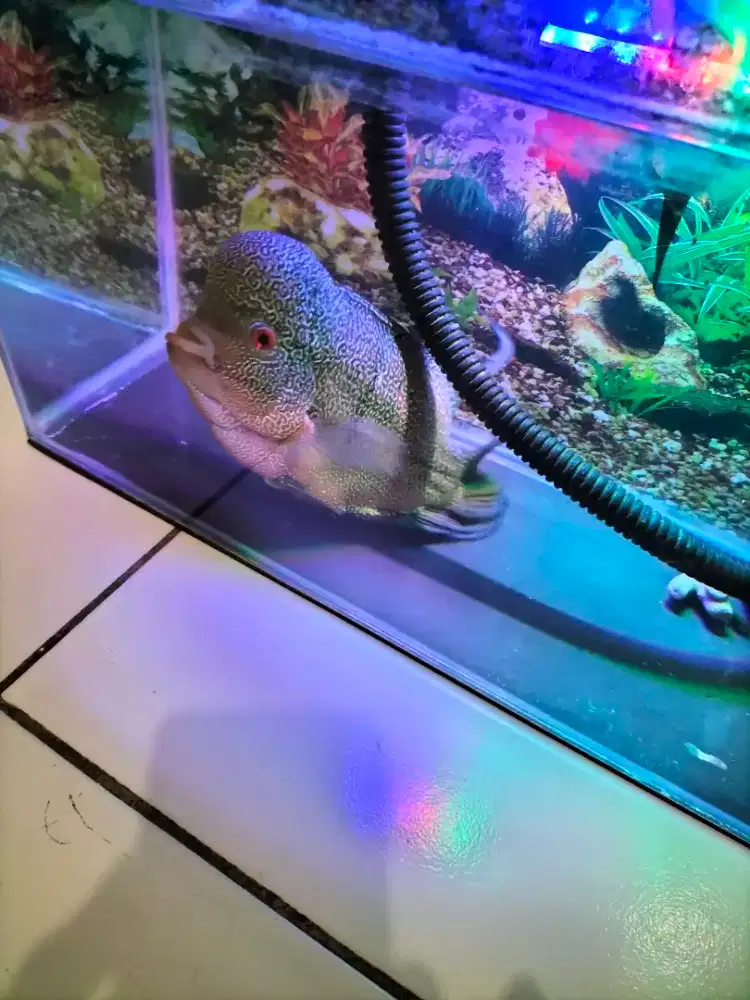 Ikan louhan jenong mutiara