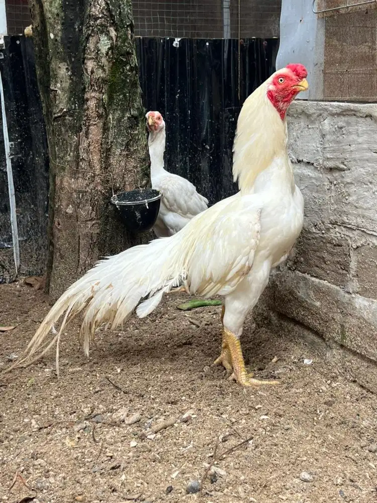 Di jual ayam hias aseel parot