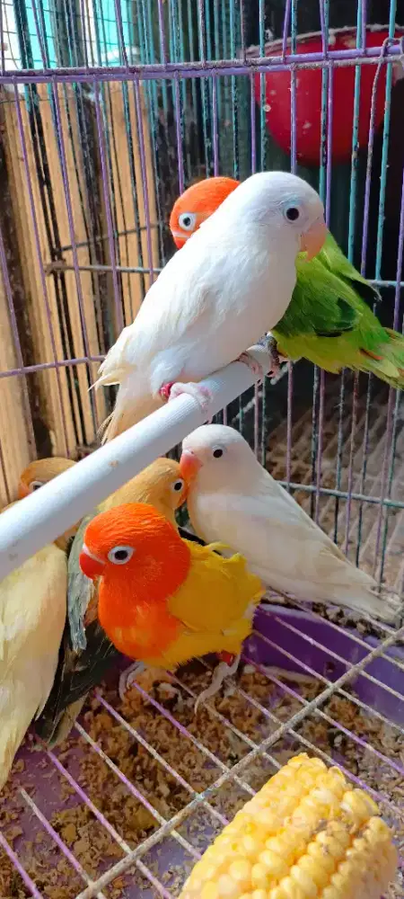 Aneka LB hrg sesuai jenis