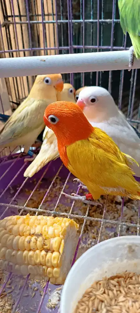 Anakan LB hrg sesuai jenis