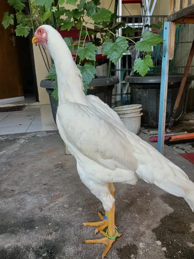 Ayam shamo eropa putih