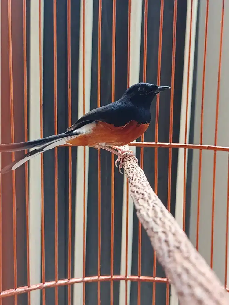BURUNG MURAI BATU ASLI HUTAN