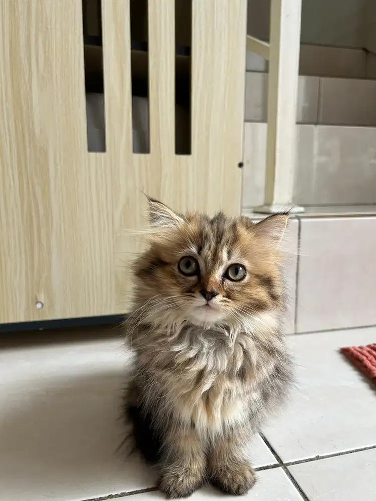 Scottish straight longhair