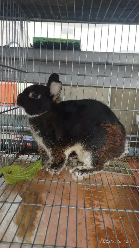 Kelinci Netherland Dwarf