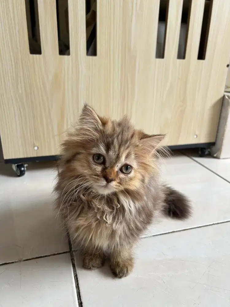 Scottish straight longhair