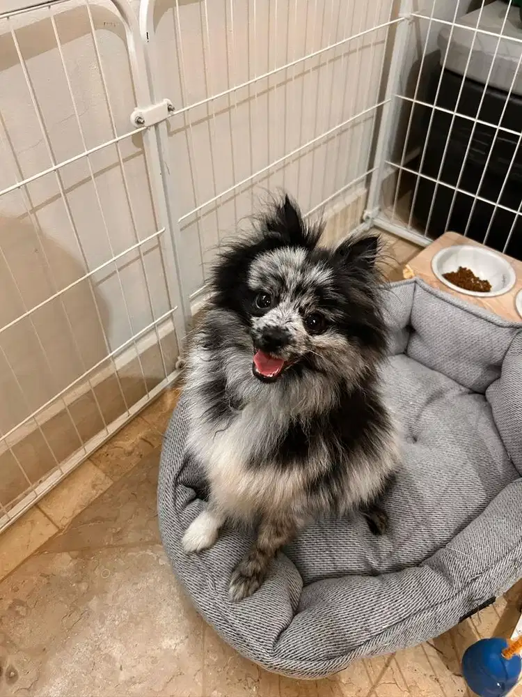 Jual minipom merle jantan