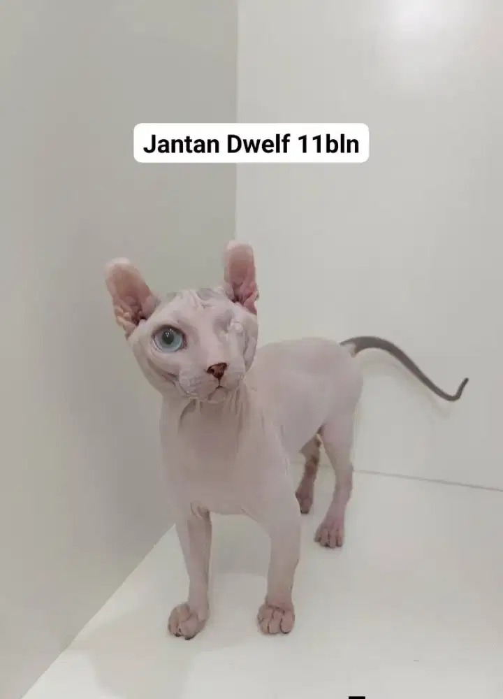 Sphynx dwelf jantan