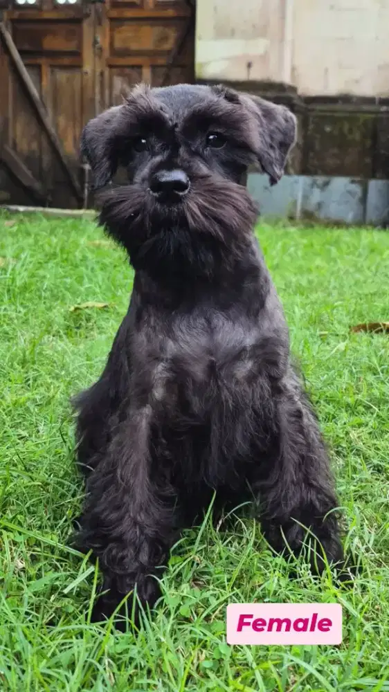 Miniature Schnauzer