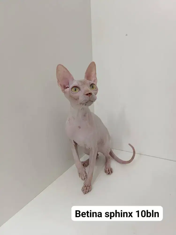 Sphynx betina 10bln