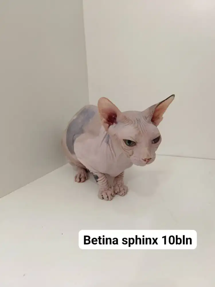 Sphynx betina perawan