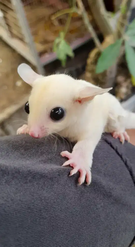 Sugar Glider Leucistik