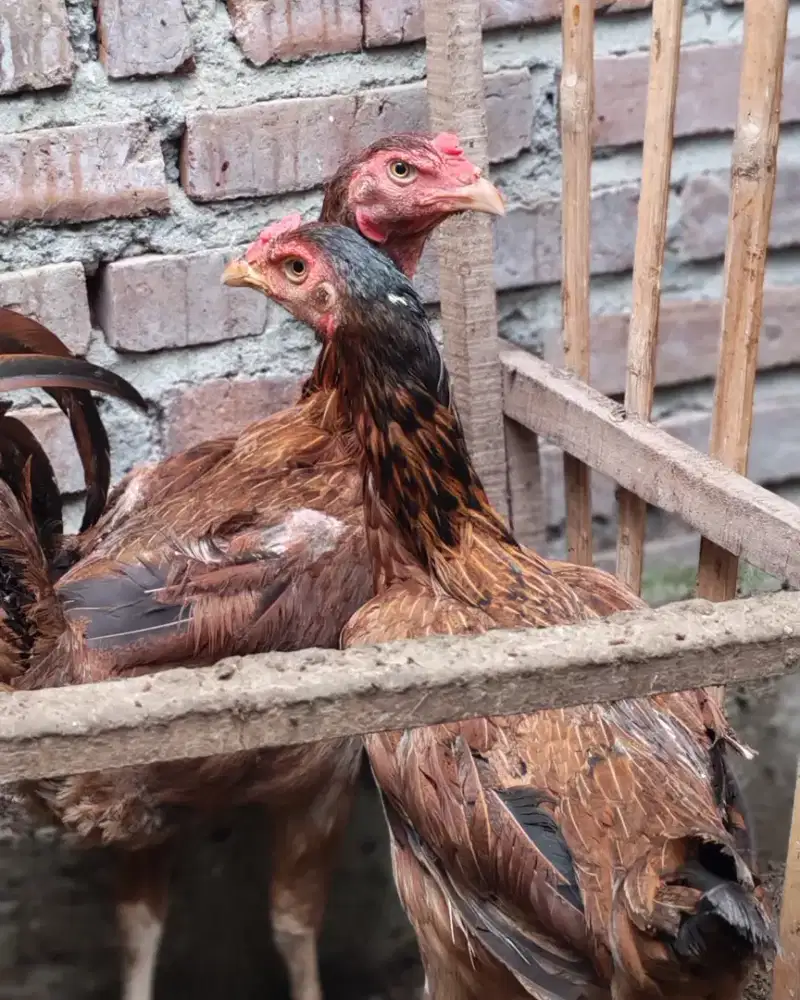 Ayam betina ayam kampung