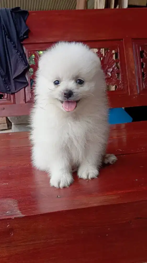 MINI POMERANIAN
