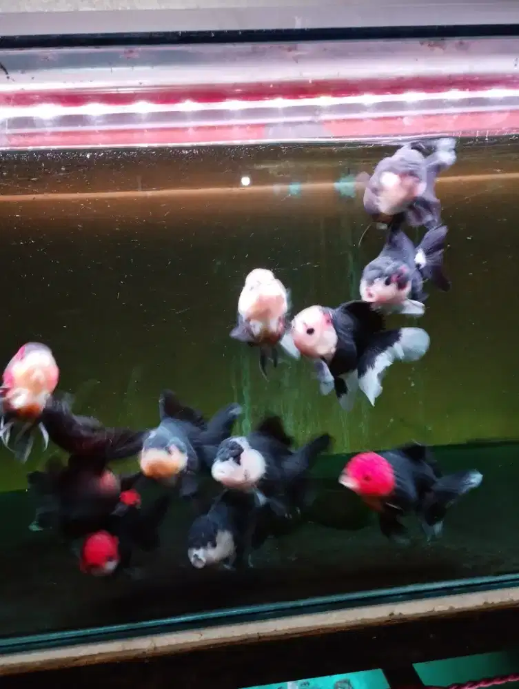 Ikan koki panda & 3co