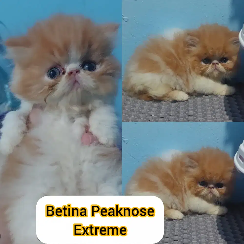 Kitten persia peaknose gembul