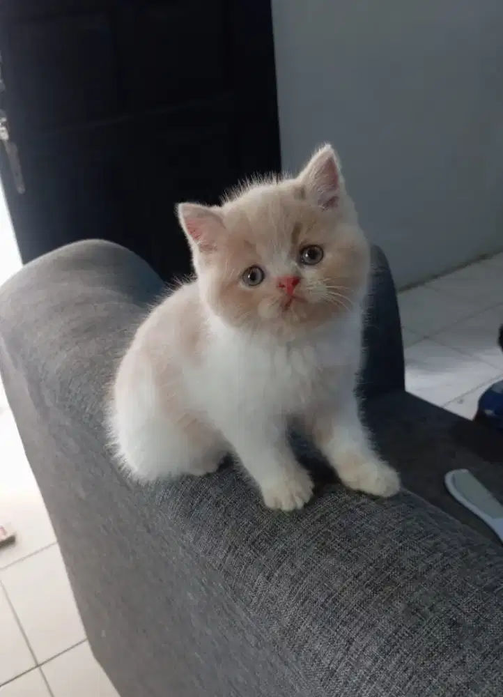 Kitten BSH bicolour cream betina 2,5 bulan