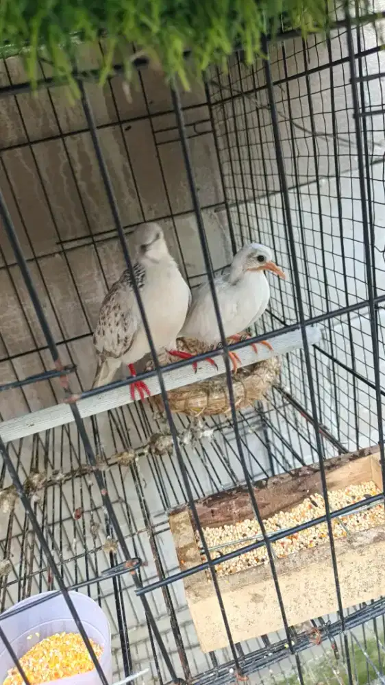 DERKUKU / DERUK WARNA