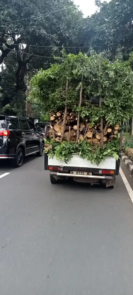 Jasa penebang pohon siap membantu anda