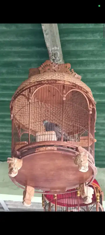 Perkutut Cemani Kolbuntet