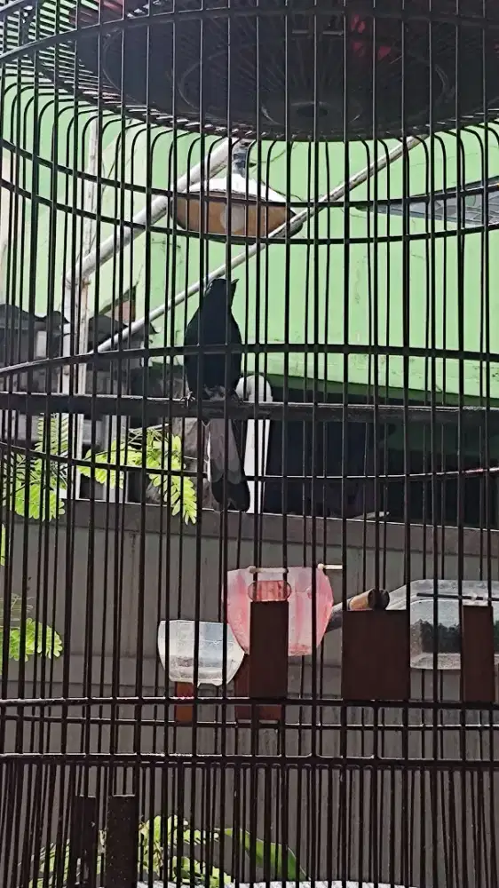 Murai hitam black shama ori Filiphina bukan blorok