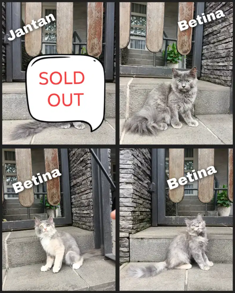 Kitten persia longhair. Warna abu solid dan calico delute