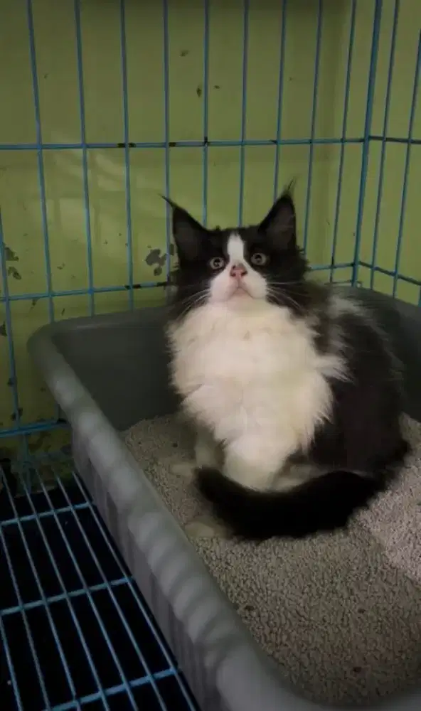 Kitten mainecoon pure nonped