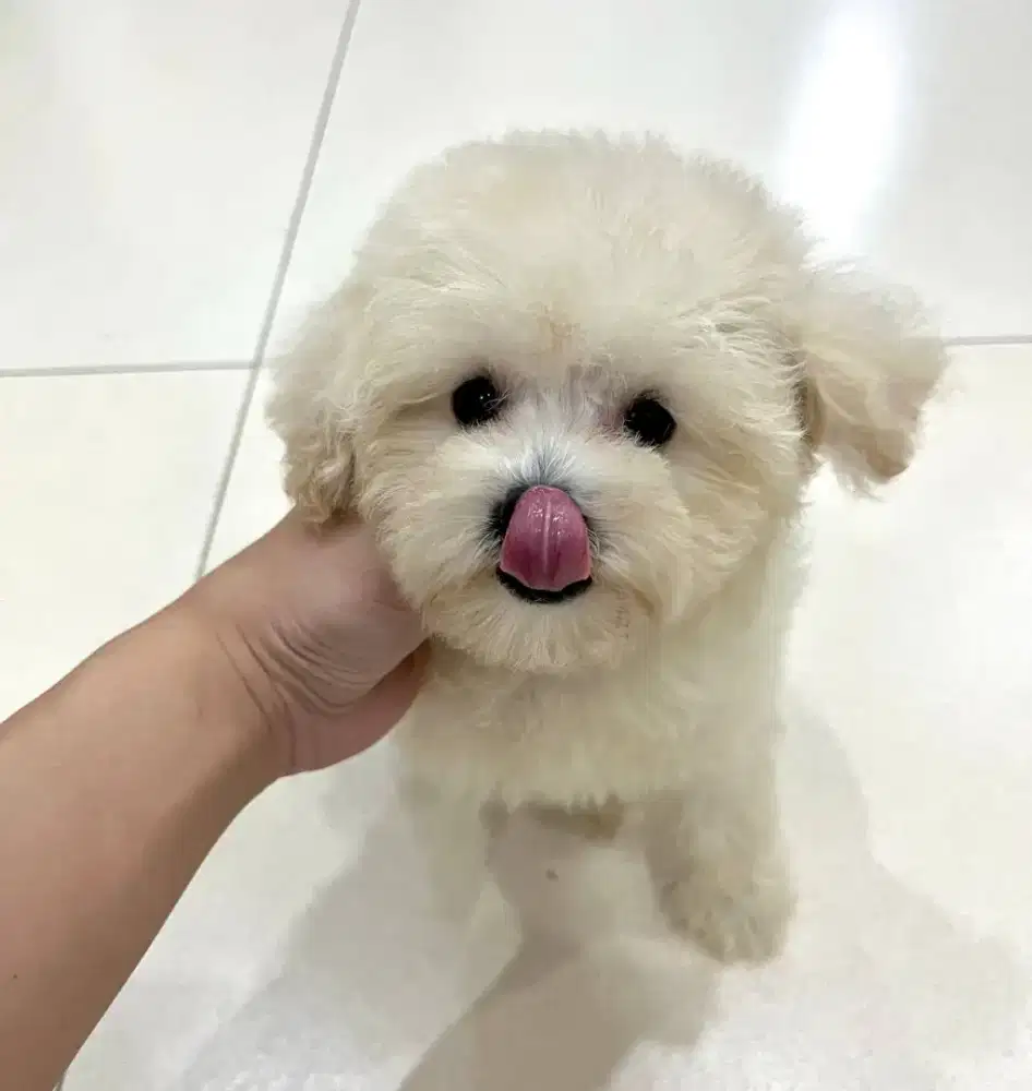 Maltipoo puppy female