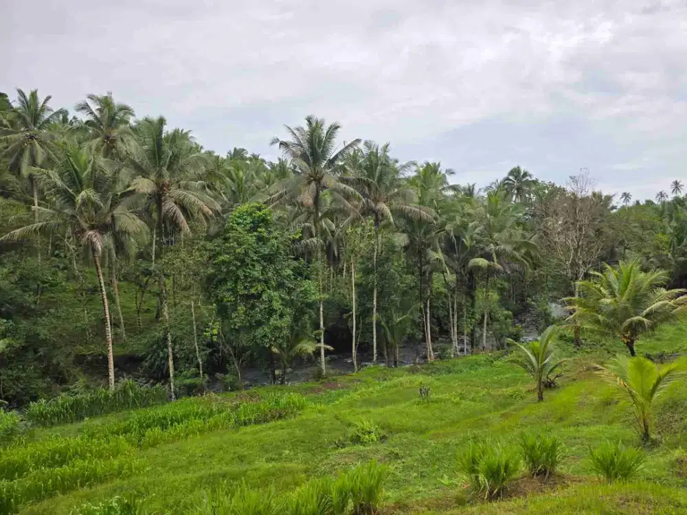Dijual Tanah Kebun View Sawah Los Sungai Di Tabanan Bali