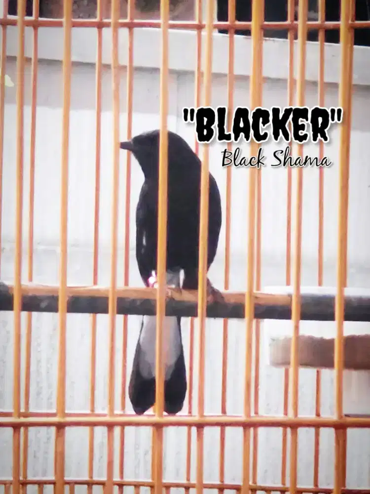 Jual Murai Hitam BlackShama Ori dan Suren Leucistic Mata Hitam