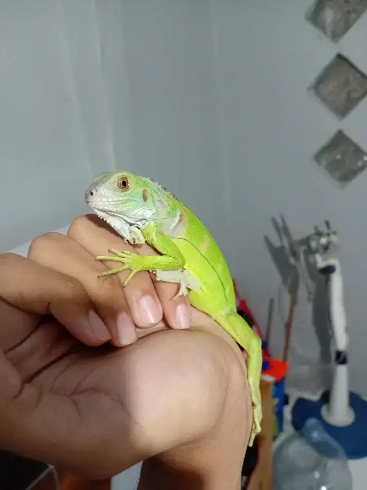 jual cepet aja baby iguana bisa TT ama ular masi nego