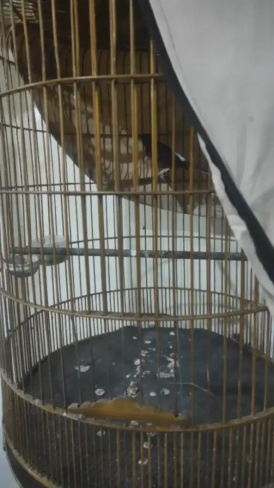 Murai gacor 24jam bunyi prestasi fullset