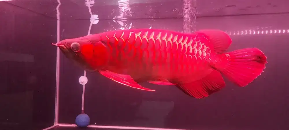 Super red arwana 46cm