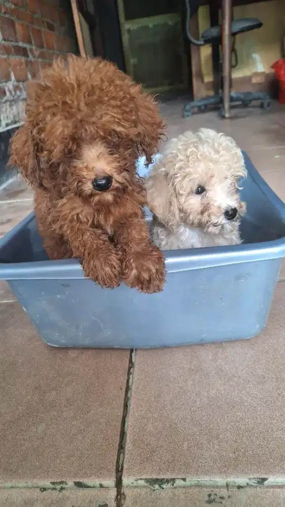 Poodle Excellent(Tiny)