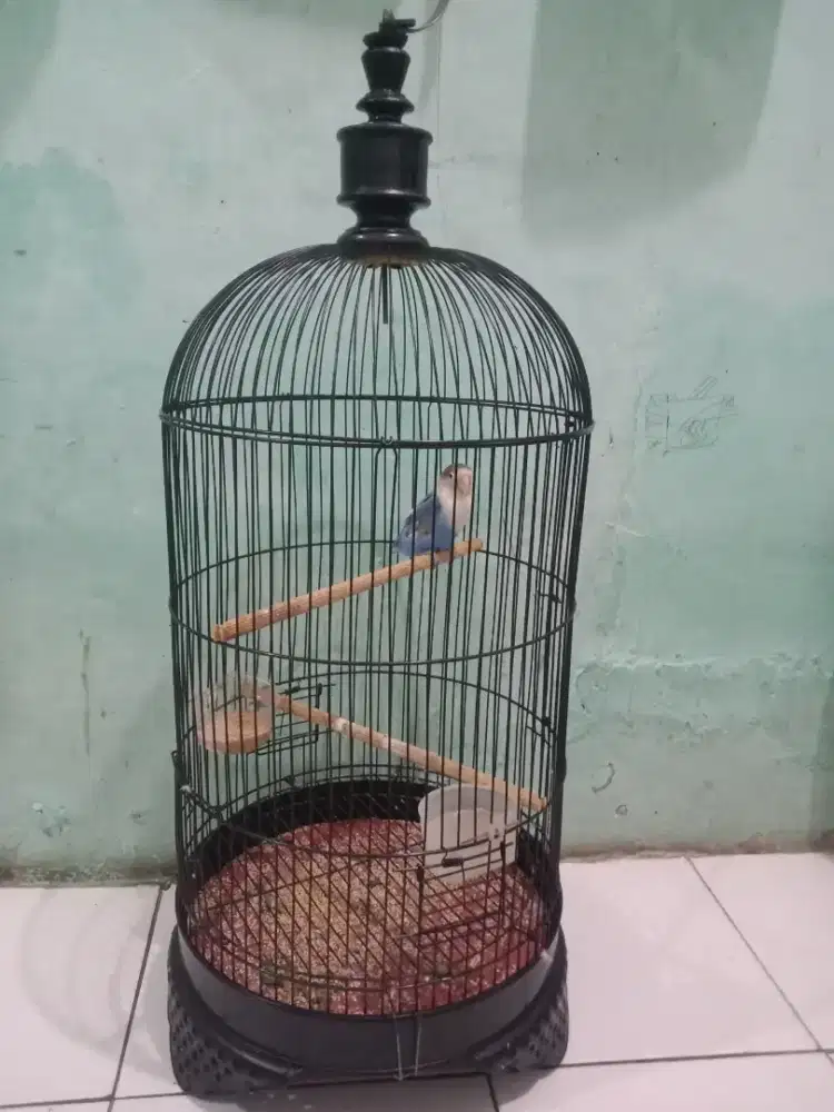 Lovebird paruh putih