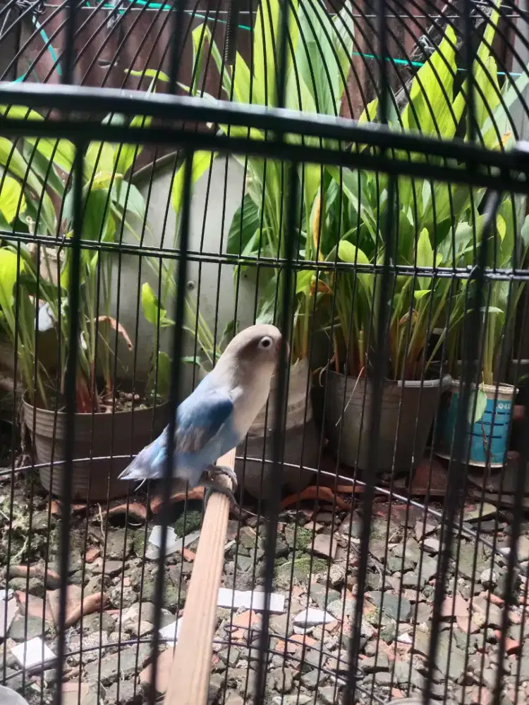 Lovebird paruh putih