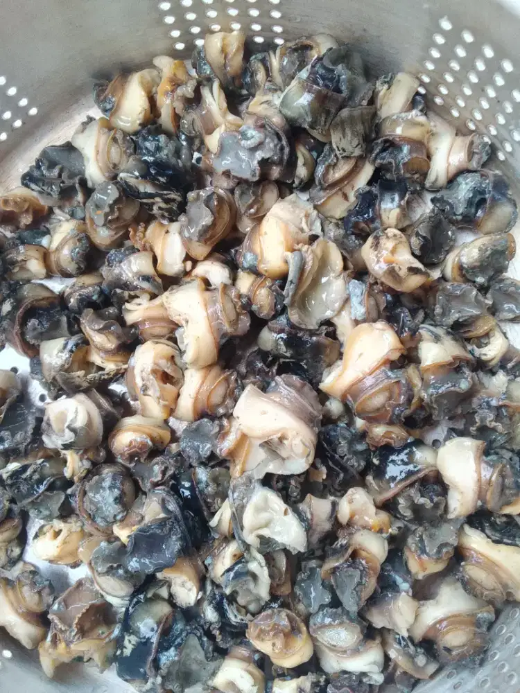 Keong sawah sudah bersih siap di olah