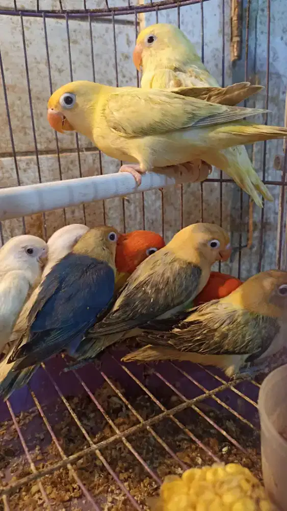 Aneka jenis LB berkualitas