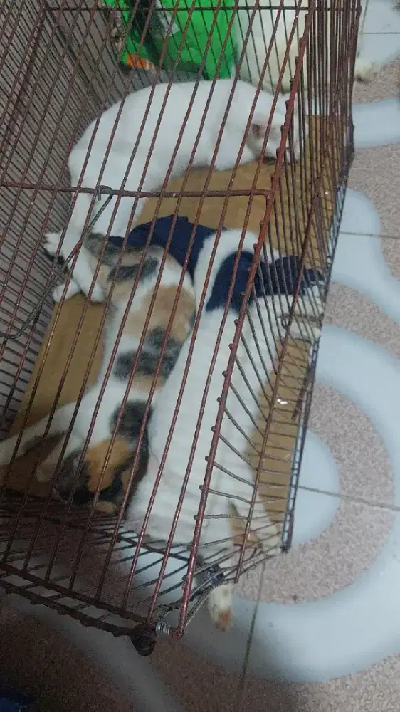 Open adopsi anak kucing