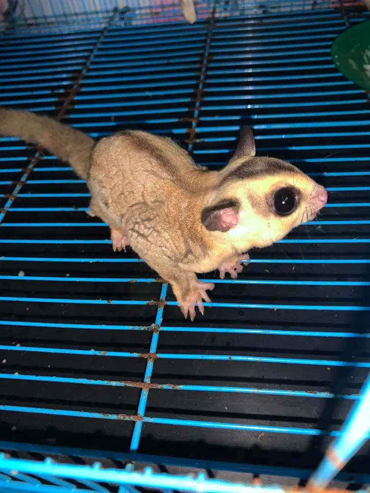 Sugar glider wf