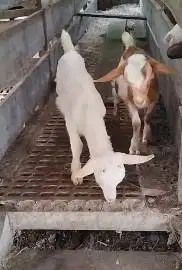 sepasang anakan kambing mini 4 bulanan cross nigerian dwarf pendek top