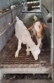 sepasang anakan kambing mini cross nigerian dwarf 4 bulanan exotik top