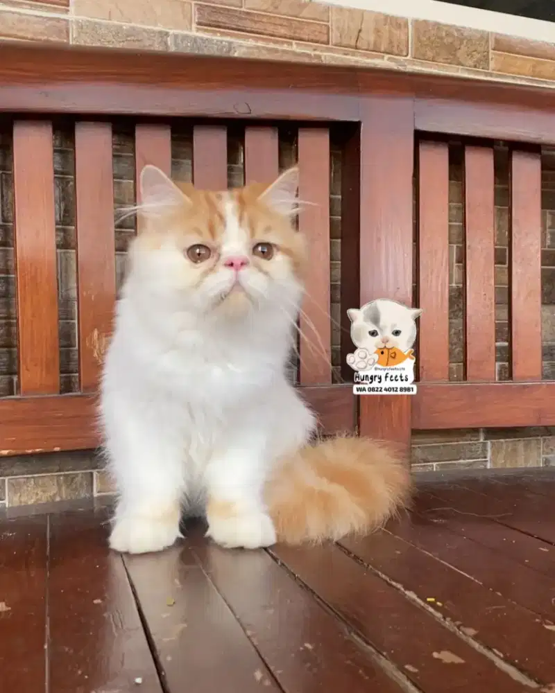 PERSIAN JANTAN RED VAN