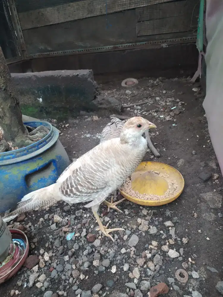 Sepasang ayam hias yellow pheasant atau ayam hutan tibet