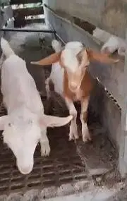 sepasang anakan kambing mini nigerian dwarf 4 bln TB 30cm exotik unik