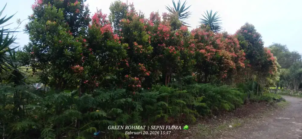 JUAL Tanaman Pucuk merah tinggi 2 Meter