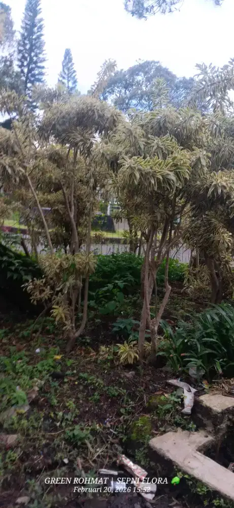 Tanaman Song Of india